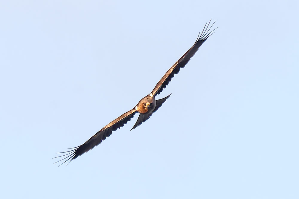 Booted eagle